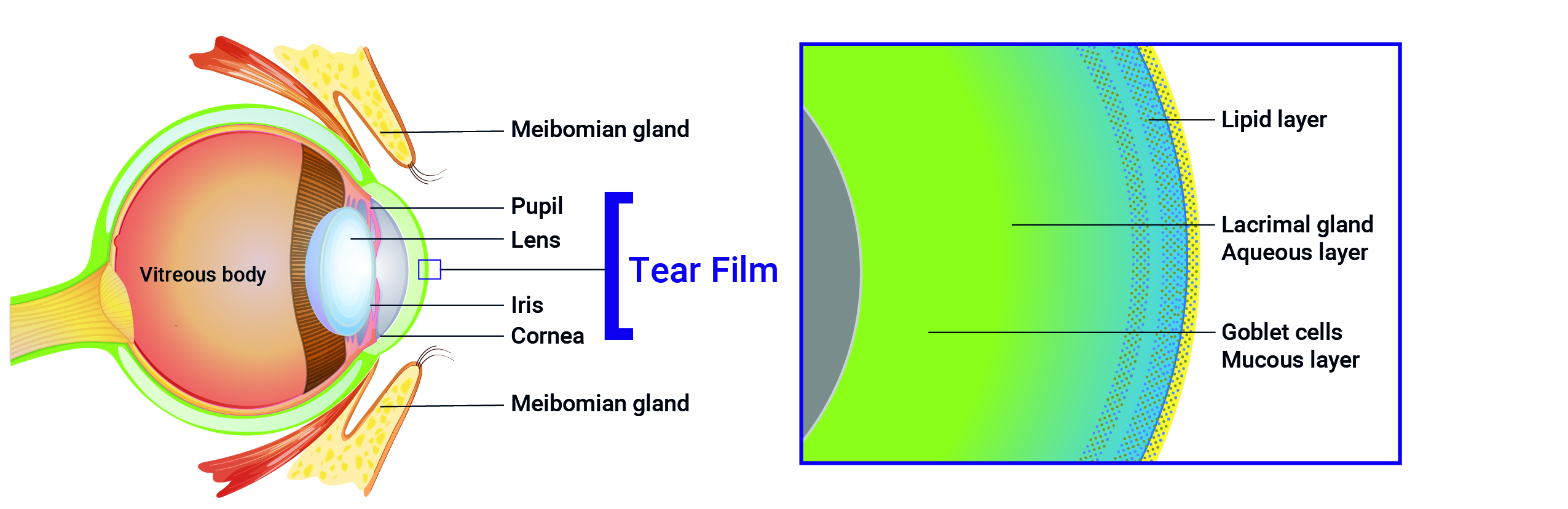 Tear_Film